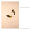 Carduelis Caniceps, Grey-headed Goldfinch, Carduelis Spinoides, Yellow-breasted Greenfinch by Elizabeth Gould and John Gould