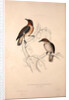Lamprotornis Spilopterus, winged Starling by Elizabeth Gould and John Gould