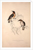 Lamprotornis Spilopterus, winged Starling by Elizabeth Gould and John Gould