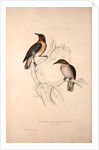 Lamprotornis Spilopterus, winged Starling by Elizabeth Gould and John Gould