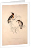 Lamprotornis Spilopterus, winged Starling by Elizabeth Gould and John Gould