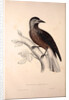 Nucifraga Hemispila, Himalayan Nutcracker by Elizabeth Gould and John Gould
