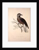 Nucifraga Hemispila, Himalayan Nutcracker by Elizabeth Gould and John Gould