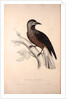 Nucifraga Hemispila, Himalayan Nutcracker by Elizabeth Gould and John Gould