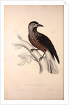 Nucifraga Hemispila, Himalayan Nutcracker by Elizabeth Gould and John Gould