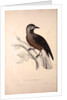 Nucifraga Hemispila, Himalayan Nutcracker by Elizabeth Gould and John Gould