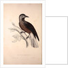 Nucifraga Hemispila, Himalayan Nutcracker by Elizabeth Gould and John Gould