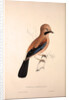 Garrulus Bispecularis, Himalayan Jay by Elizabeth Gould and John Gould
