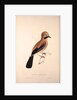 Garrulus Bispecularis, Himalayan Jay by Elizabeth Gould and John Gould