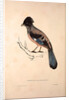 Garrulus Lanceolatus, Black-headed Jay or Lanceolated Jay by Elizabeth Gould and John Gould