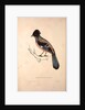 Garrulus Lanceolatus, Black-headed Jay or Lanceolated Jay by Elizabeth Gould and John Gould