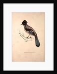 Garrulus Lanceolatus, Black-headed Jay or Lanceolated Jay by Elizabeth Gould and John Gould