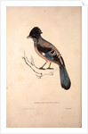 Garrulus Lanceolatus, Black-headed Jay or Lanceolated Jay by Elizabeth Gould and John Gould