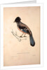 Garrulus Lanceolatus, Black-headed Jay or Lanceolated Jay by Elizabeth Gould and John Gould