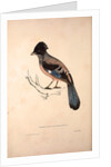 Garrulus Lanceolatus, Black-headed Jay or Lanceolated Jay by Elizabeth Gould and John Gould