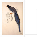 Pica Erythrorhyncha by Elizabeth Gould and John Gould