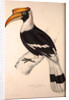 Buceros Cavatus,Concave Hornbill by Elizabeth Gould and John Gould