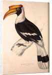 Buceros Cavatus,Concave Hornbill by Elizabeth Gould and John Gould