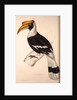 Buceros Cavatus,Concave Hornbill by Elizabeth Gould and John Gould