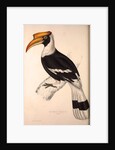 Buceros Cavatus,Concave Hornbill by Elizabeth Gould and John Gould