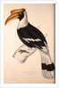 Buceros Cavatus,Concave Hornbill by Elizabeth Gould and John Gould