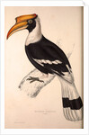 Buceros Cavatus,Concave Hornbill by Elizabeth Gould and John Gould