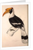 Buceros Cavatus,Concave Hornbill by Elizabeth Gould and John Gould