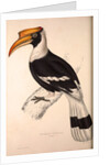 Buceros Cavatus,Concave Hornbill by Elizabeth Gould and John Gould
