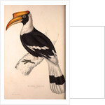 Buceros Cavatus,Concave Hornbill by Elizabeth Gould and John Gould