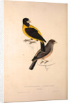 Coccothraustes Icterioides, black and yellow hawfinch by Elizabeth Gould and John Gould