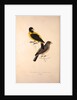 Coccothraustes Icterioides, black and yellow hawfinch by Elizabeth Gould and John Gould