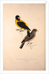 Coccothraustes Icterioides, black and yellow hawfinch by Elizabeth Gould and John Gould