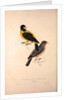 Coccothraustes Icterioides, black and yellow hawfinch by Elizabeth Gould and John Gould