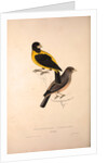 Coccothraustes Icterioides, black and yellow hawfinch by Elizabeth Gould and John Gould