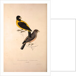Coccothraustes Icterioides, black and yellow hawfinch by Elizabeth Gould and John Gould