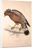 Haematornis Undulatus, Hawk by Elizabeth Gould and John Gould