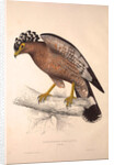 Haematornis Undulatus, Hawk by Elizabeth Gould and John Gould