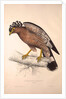 Haematornis Undulatus, Hawk by Elizabeth Gould and John Gould