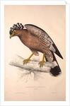 Haematornis Undulatus, Hawk by Elizabeth Gould and John Gould