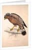Haematornis Undulatus, Hawk by Elizabeth Gould and John Gould