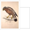Haematornis Undulatus, Hawk by Elizabeth Gould and John Gould