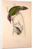 Picus Occipitalis by Elizabeth Gould and John Gould