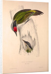 Picus Occipitalis by Elizabeth Gould and John Gould