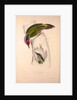 Picus Occipitalis by Elizabeth Gould and John Gould