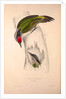 Picus Occipitalis by Elizabeth Gould and John Gould
