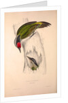 Picus Occipitalis by Elizabeth Gould and John Gould