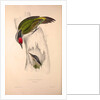Picus Occipitalis by Elizabeth Gould and John Gould