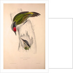 Picus Occipitalis by Elizabeth Gould and John Gould