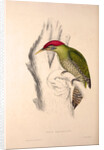 Picus Squamatus, Scaly-bellied Woodpecker by Elizabeth Gould and John Gould