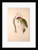 Picus Squamatus, Scaly-bellied Woodpecker by Elizabeth Gould and John Gould